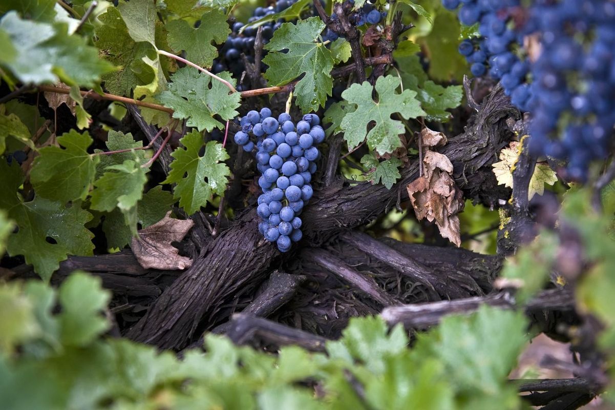 Домашнее вино: какой виноград посадить на участке