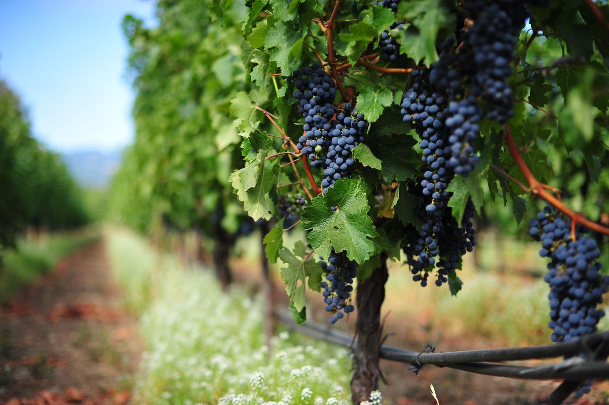 Виноградные плантации в Италии
