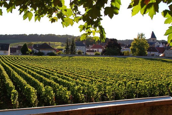 Деревня, где рождаются Salon и Clos du Mesnil